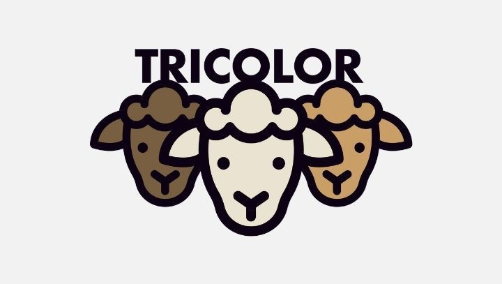Lancement du collectif Tricolor pour la renaissance des laines françaises 